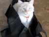 cat_zeusoncork