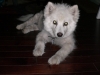 dog_kikoonrosewood