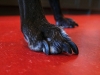 dog_salsared_small