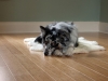 dog_wovennatural